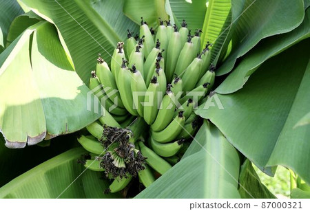 Banana Tree with Banana Fruits and Leaves 87000321