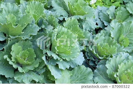Fresh Collard Green Cabbages in Vegetable Garden Fresh Collard Green Cabbages in Vegetable Garden 87000322