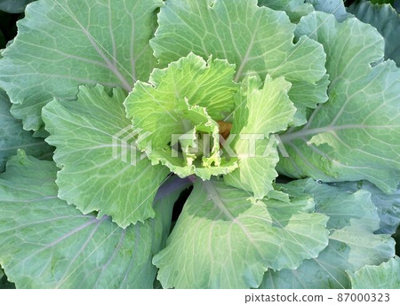 Fresh Collard Green Cabbage in Vegetable Garden Fresh Collard Green Cabbage in Vegetable Garden 87000323