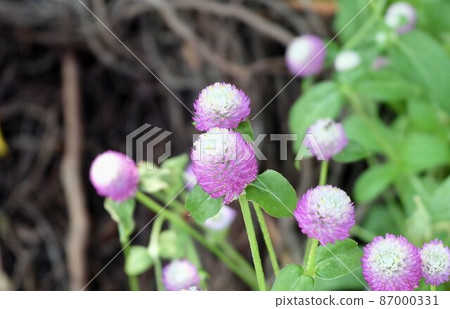 Purple Globe Amaranth Flowers in A Green Garden Purple Globe Amaranth Flowers in A Green Garden 87000331