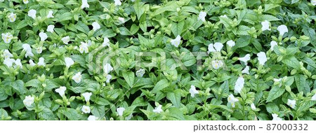Beautiful Fresh White Torenia or Wishbone Flowers Beautiful Fresh White Torenia or Wishbone Flowers 87000332