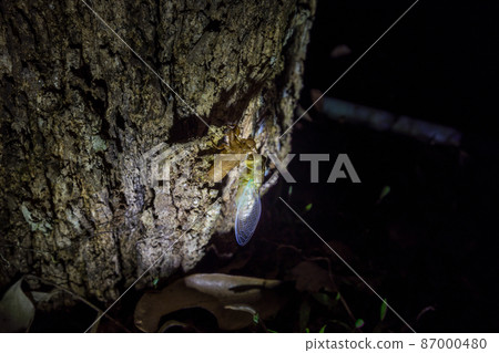 A cicada molting process. Cicada metamorphosis molt.  87000480