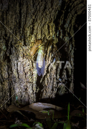 A cicada molting process. Cicada metamorphosis molt.  87000481