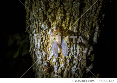 A cicada molting process. Cicada metamorphosis molt.  87000482