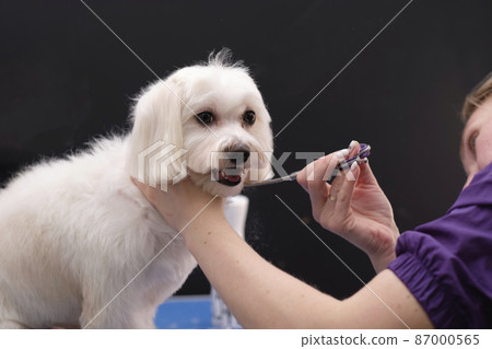 A female groomer cuts the excess hair on the ears of a lapdog with scissors. A female groomer cuts the excess hair on the ears of a lapdog with scissors. 87000565