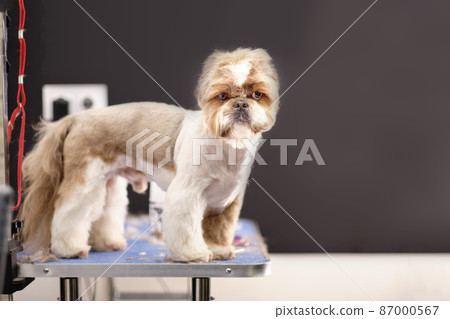 A Shih Tzu dog stands on a table in a grooming room A Shih Tzu dog stands on a table in a grooming room 87000567