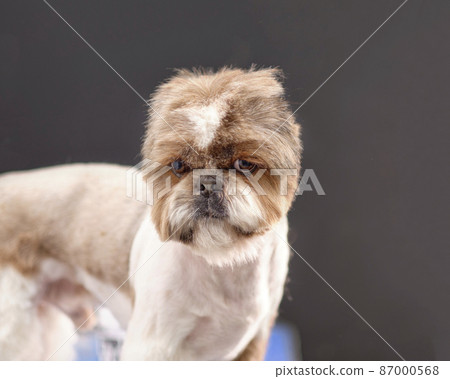 Dog shizu or shih tzu close-up head on a black background 87000568