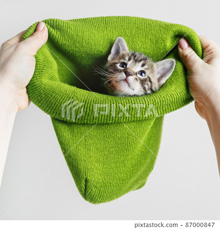 Kitten, green hat 87000847