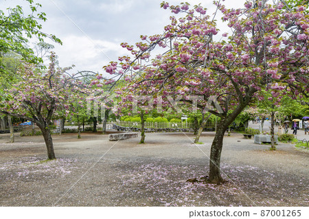 Overcast view of cherry blossom in Yasaka Shrine Overcast view of cherry blossom in Yasaka Shrine 87001265