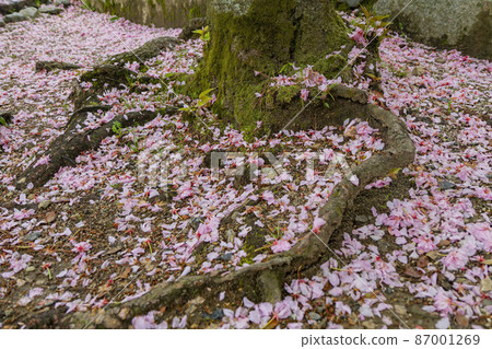 Overcast view of cherry blossom in Yasaka Shrine 87001269