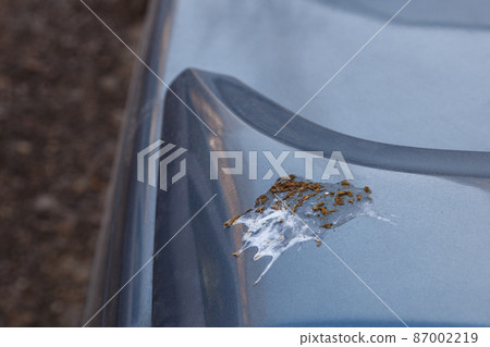 bird shin on car surface - close-up with selective focus 87002219