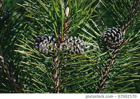 Mountain pine branches with cones in sunlight - Pinus mugo Turra Mountain pine branches with cones in sunlight - Pinus mugo Turra 87002570