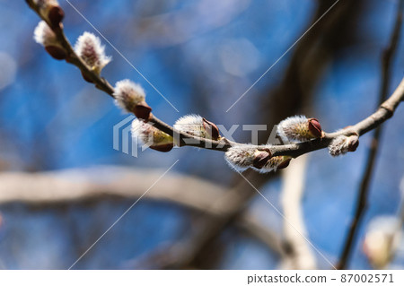 Pussy willow branch in blue sky - Great sallow tree blooming in spring forest Pussy willow branch in blue sky - Great sallow tree blooming in spring forest 87002571