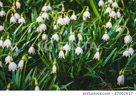 Spring snowflake flowers in the forest - Leucojum vernum, Great snowdrop 87002617