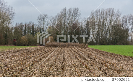 Green meadows, plow lines and a row of bare poplar trees at the Belgian countryside around Hakendover, Flanders, Belgium. 87002631