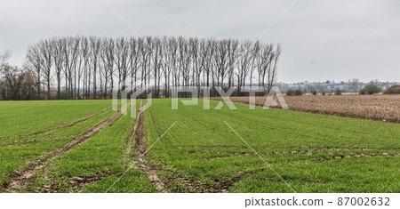 Green meadows, plow lines and a row of bare poplar trees at the Belgian countryside around Hakendover, Flanders, Belgium. 87002632