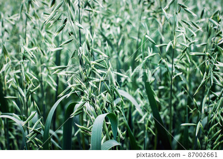 Cultivated oats growing - Red oat (Avena sativa) in a field Cultivated oats growing - Red oat (Avena sativa) in a field 87002661
