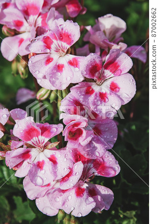 Pink geranium flowers closeup, vertical shot, water drops Pink geranium flowers closeup, vertical shot, water drops 87002662