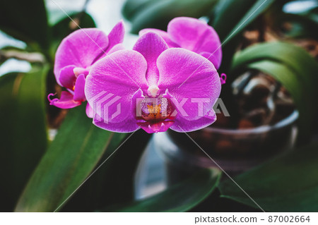 Phalaenopsis (moth orchid) revolver blooming - how to grow flowering houseplants 87002664