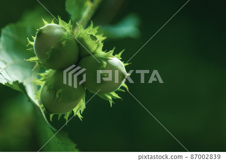 Hazelnut tree branch with unripe nuts in green forest, copy space 87002839