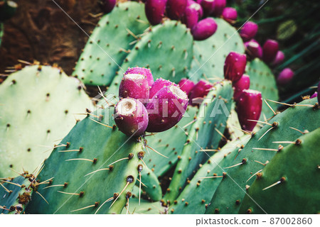 Cowtongue cactus (Opuntia engelmannii) growing in botanical garden Cowtongue cactus (Opuntia engelmannii) growing in botanical garden 87002860