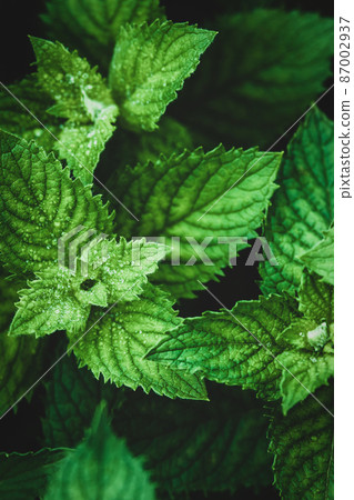 Garden mint leaves in dewdrops closeup, vertical frame, high angle view Garden mint leaves in dewdrops closeup, vertical frame, high angle view 87002937