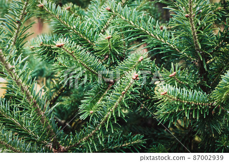 Caucasian fir tree branches closeup - Abies nordmanniana cultivated in the garden Caucasian fir tree branches closeup - Abies nordmanniana cultivated in the garden 87002939