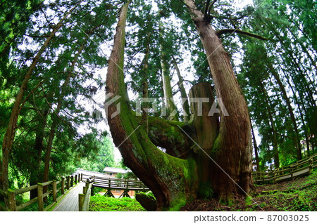 Shogun Sugi (Niigata Prefecture) Shogun Sugi (Niigata Prefecture) 87003025