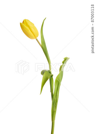 Beautiful yellow tulip isolated on white background. Beautiful yellow tulip isolated on white background. 87003118