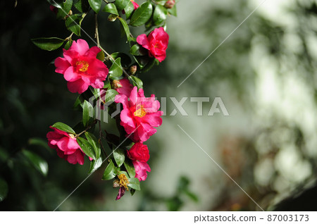 冬季傳統茶梅 87003173