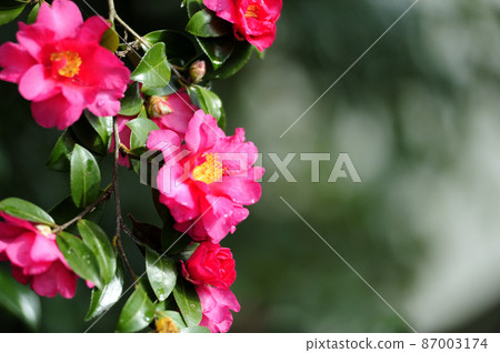 冬季傳統茶梅 87003174