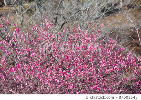 粉紅梅丸岡公園 87003545