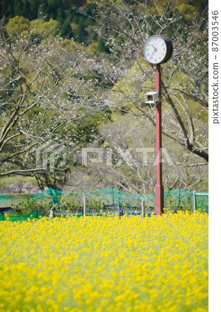 Rape blossoms in full bloom Urban Agricultural Center 87003546