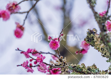 （靜岡縣）修善寺梅林紅梅與降雪 87003620