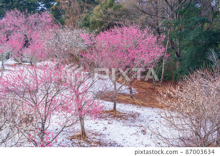 （靜岡縣）修善寺梅林紅梅與降雪 87003634