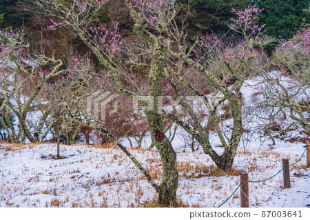 （靜岡縣）修善寺梅林紅梅與降雪 87003641