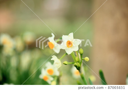 水仙花 87003831
