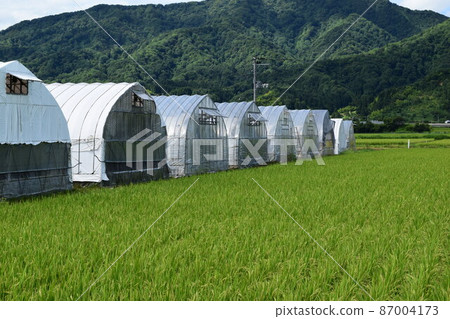 Greenhouse greenhouse cultivation Greenhouse greenhouse cultivation 87004173