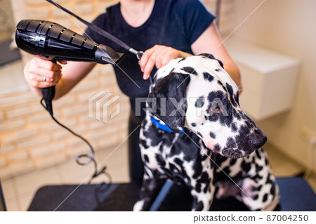 Positive female with glad expression and her dalmatian dog being satisfied in grooming spa . Domestic animals and people 87004250