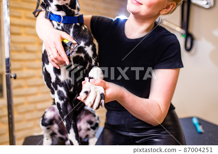 Young woman cutting dog dalmatian nail with specialty tool 87004251