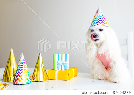 small white dog celebration birthday in daylight kirchen 87004279
