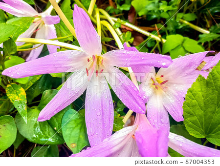 Bright flowers on a rainy day Bright flowers on a rainy day 87004353