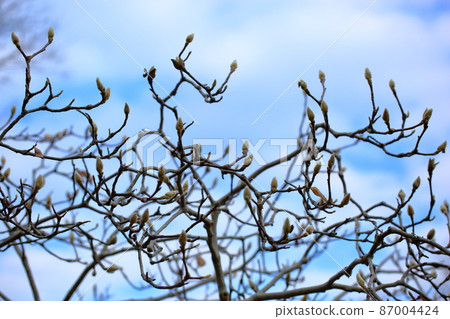 Buds of Haku Mokuren Buds of Haku Mokuren 87004424