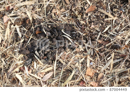 Accumulated feces of raccoon dogs piled up in the winter meadow 87004449