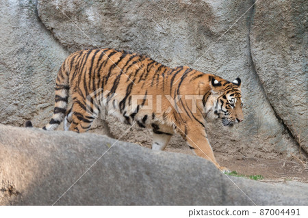 Child of Amur tiger walking on a slope Child of Amur tiger walking on a slope 87004491