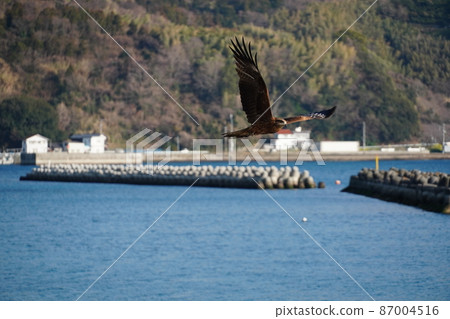 A group of black kites that appear to fly high in the sky over clouds 87004516