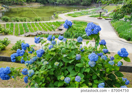 岡崎市東公園鳶尾花園的繡球花 岡崎市東公園鳶尾花園的繡球花 87004750