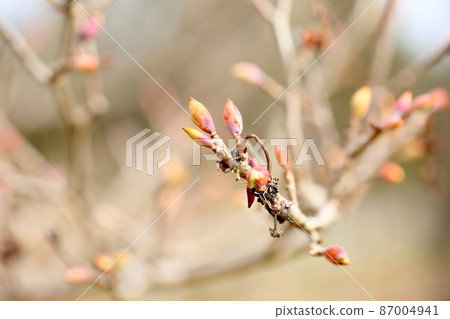 The flower bud of Tsimidaki 87004941