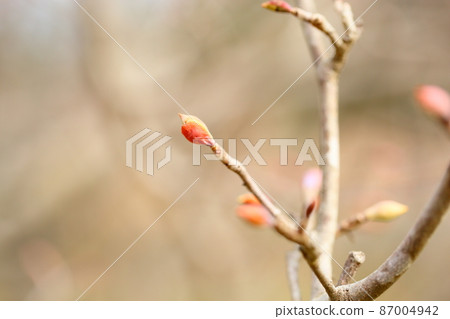 Tsimidaki的花蕾 Tsimidaki的花蕾 87004942