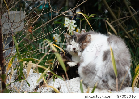 Cute cats that endure the cold in a corner of a lonely fishing village Cute cats that endure the cold in a corner of a lonely fishing village 87005010